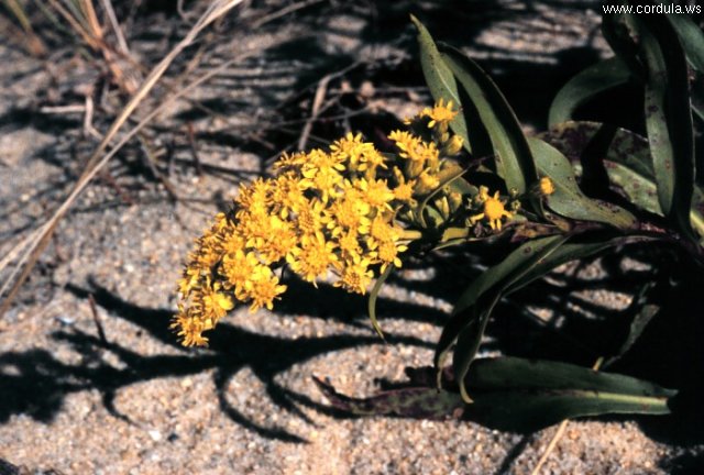 Cordula's Web. NOAA. Solidago Sempervirens, Waquoit Bay, Massachusetts.