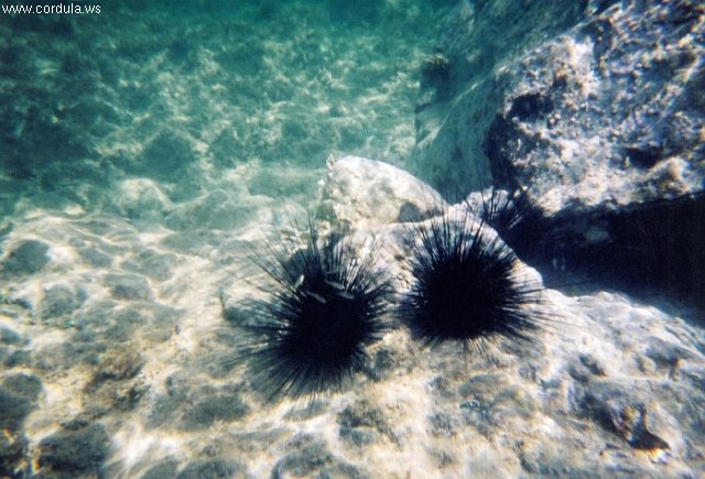 Cordula's Web. NOAA. Dueling Sea Urchins.