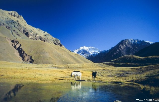 Cordula's Web. NOAA. Wild Horses, Chilean Andes Mountains.
