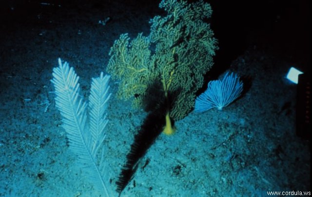 Cordula's Web. NOAA. Soft corals, crinoids and sea pens, offshore Hawaii.