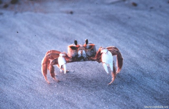 Cordula's Web. NOAA. Ghost Crab. Sapelo Island, Georgia.