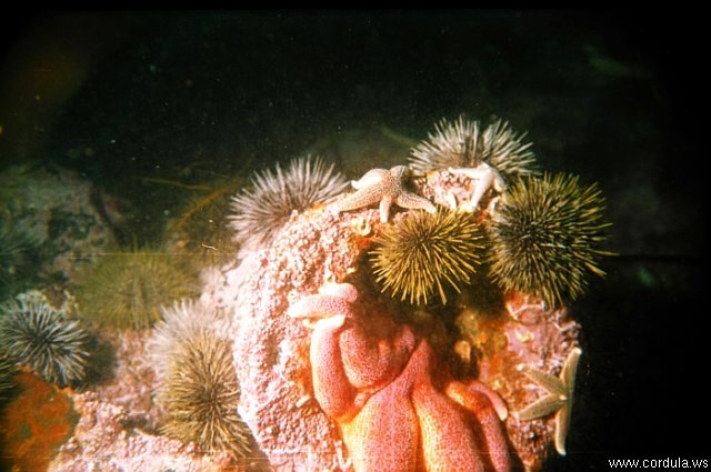 Cordula's Web. NOAA. Sea Urchins, Barents Sea.