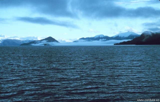Cordula's Web. NOAA. Revillagigedo Channel, Southeast Alaska.