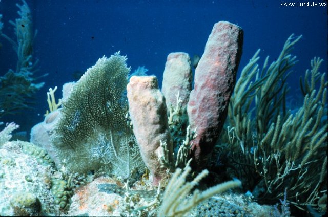 Cordula's Web. NOAA. Sponges, Floriday Key.