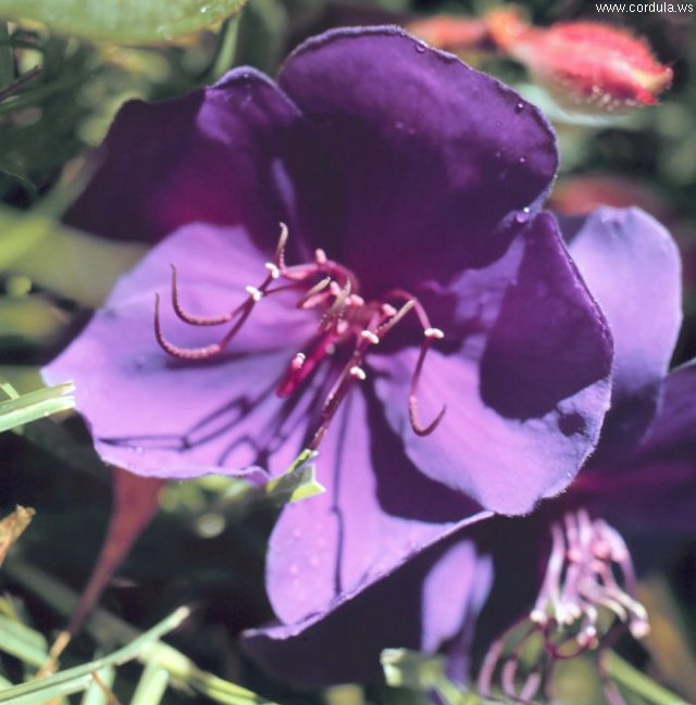 Cordula's Web. NOAA. Violets.