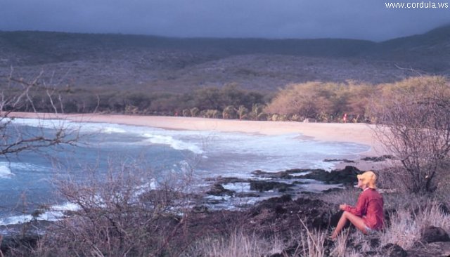 Cordula's Web. NOAA. Lanai Beach, Hawaii.