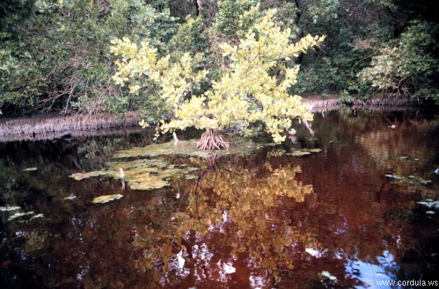 Cordula's Web. NOAA. Swamp Fern, Jobos Bay.