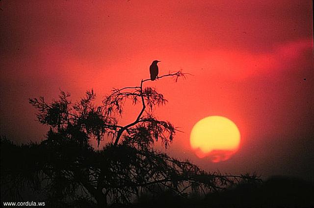 Cordula's Web. NOAA. Sunrise over the Everglades.