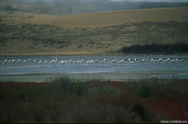 Cordula's Web. ONMT. Pink Flamingos, Oued Massa, near Agadir.