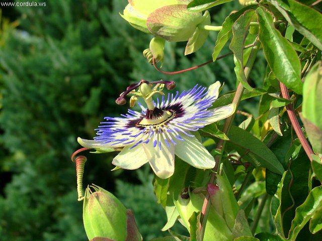 Cordula's Web. Passiflora Edulis.