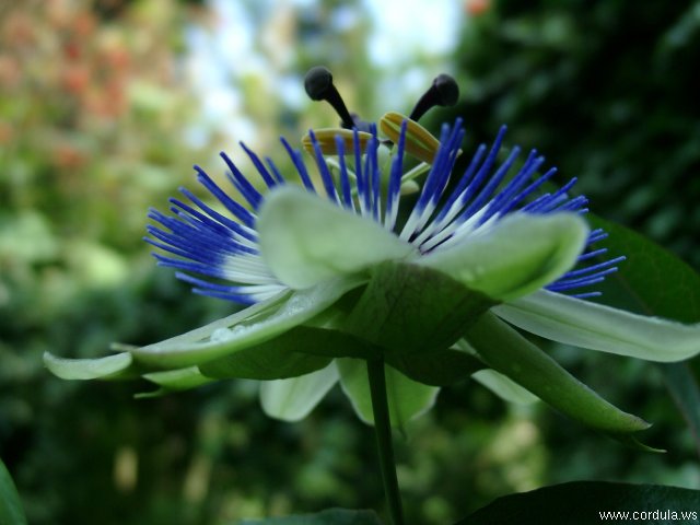 Cordula's Web. Passiflora Edulis.