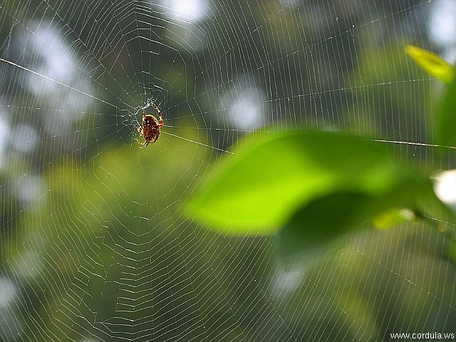 Cordula's Web. PDPHOTO.ORG. Spiderweb.