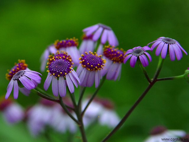 Cordula's Web. PDPHOTO.ORG. Violet Daisies.