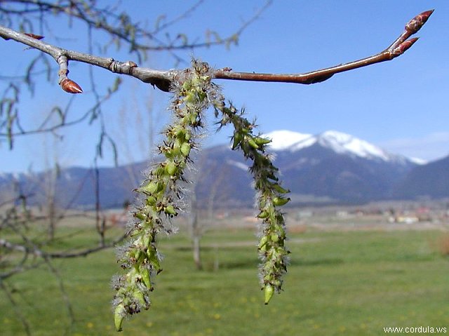 Cordula's Web. PDPHOTO.ORG. Tree with hanging branches. Beltaine.