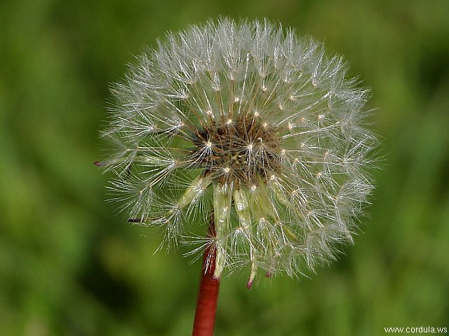 Cordula's Web. PDPHOTO.ORG. Fluffy.