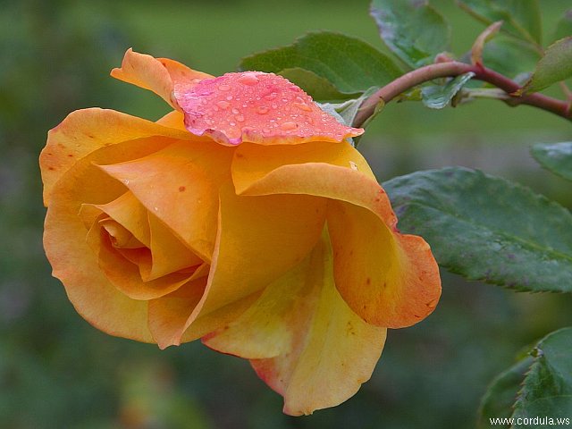 Cordula's Web. PDPHOTO.ORG. Orange Yellow Rose.