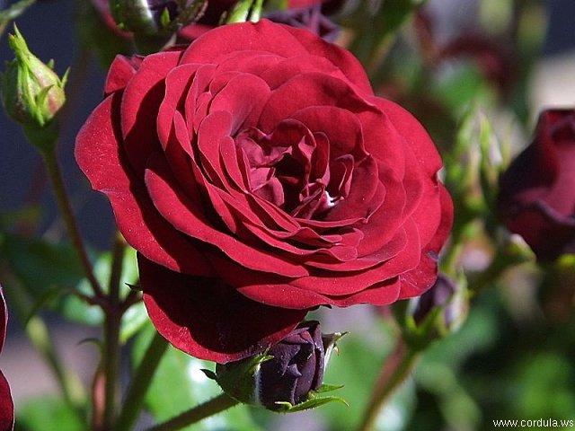 Cordula's Web. PDPHOTO.ORG. Dark Red Rose.