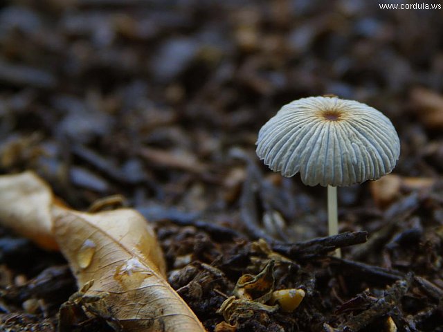 Cordula's Web. PDPHOTO.ORG. A Lonely Mushroom.