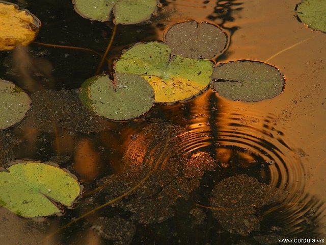 Cordula's Web. PDPHOTO.ORG. Ash on a reflecting pool. Balboa Park.