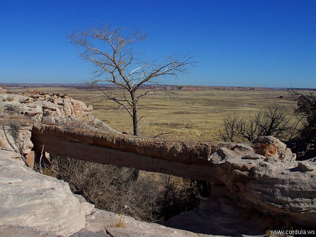 Cordula's Web. PDPHOTO.ORG. Agate Bridge, Arizona.