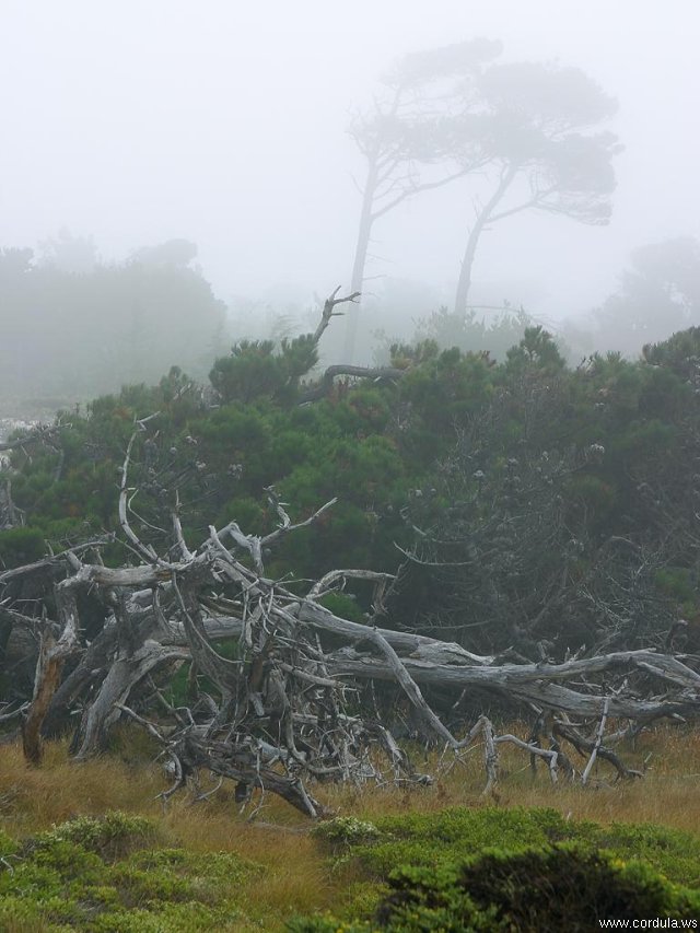 Cordula's Web. PDPHOTO.ORG. Monterey Fog, Big Sur.