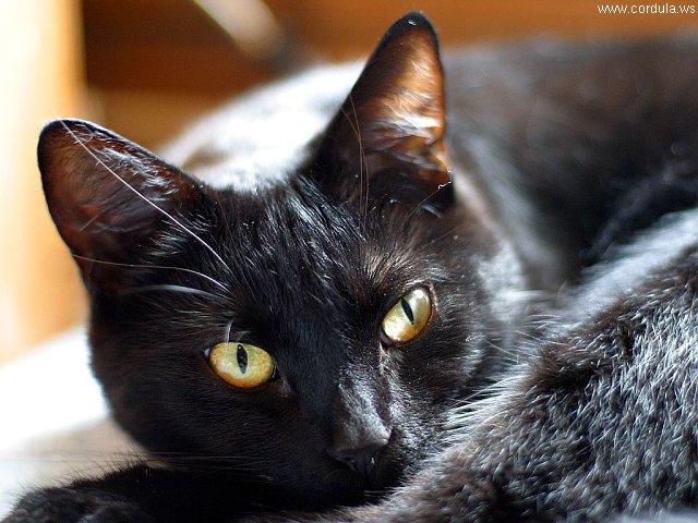 Cordula's Web. PDPHOTO.ORG. Black Cat (Chat Noir) in Louisiana.