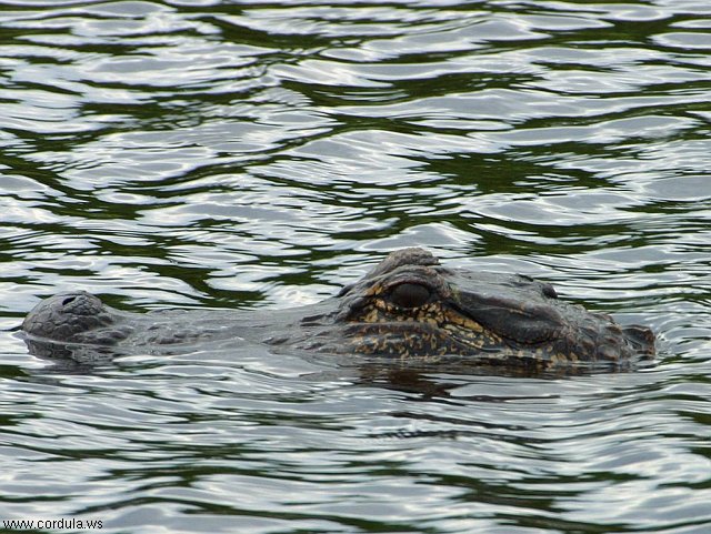 Cordula's Web. PDPHOTO.ORG. Alligator in Louisiana.