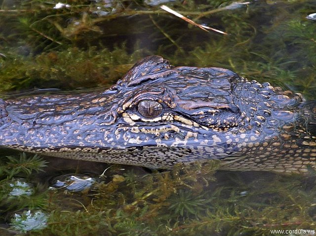 Cordula's Web. PDPHOTO.ORG. Alligator in Louisiana.