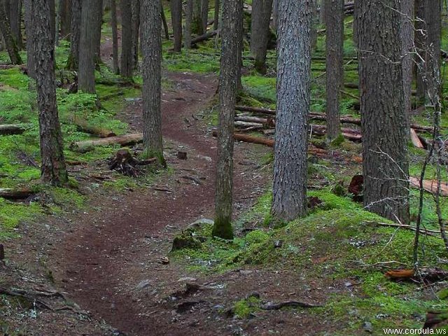 Cordula's Web. PDPHOTO.ORG. Forest trail, Montana.