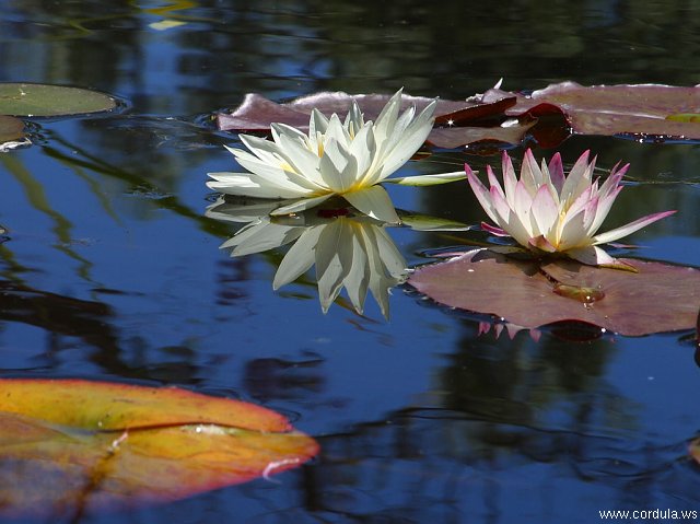 Cordula's Web. PDPHOTO.ORG. Lily Pond at Mission San Juan Capistrano.