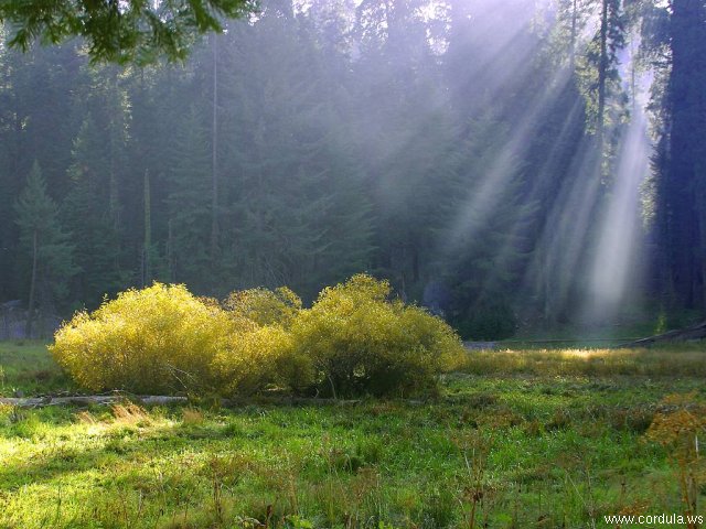 Cordula's Web. PDPHOTO.ORG. Rays on the Meadow.