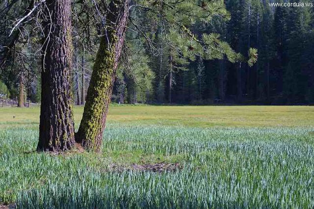 Cordula's Web. PDPHOTO.ORG. Meadow with Dark Forest.