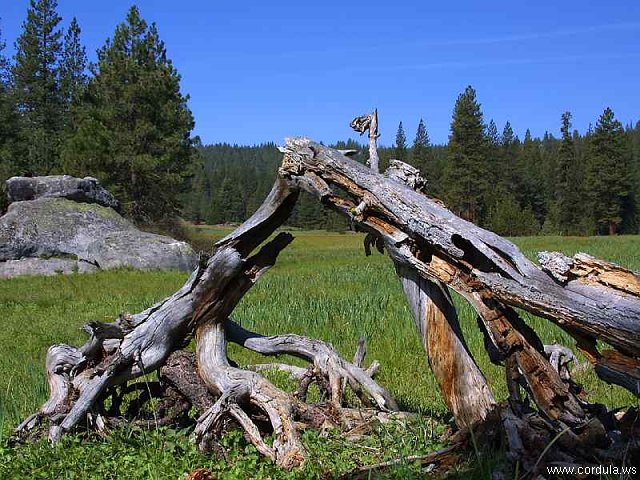 Cordula's Web. PDPHOTO.ORG. A Broken Tree.