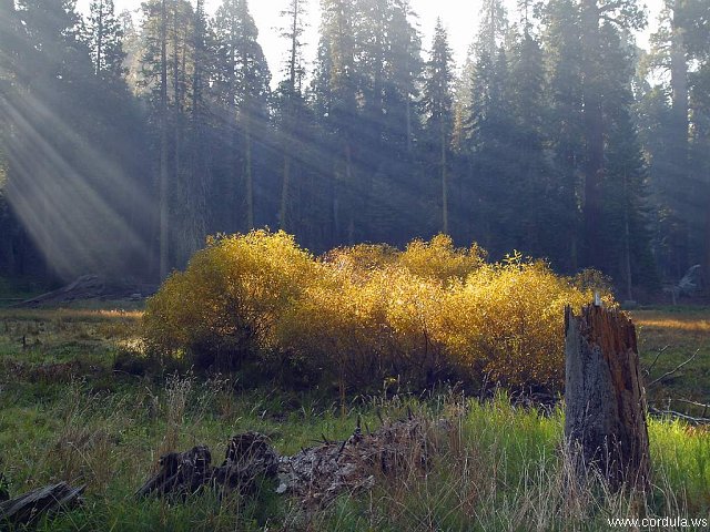 Cordula's Web. PDPHOTO.ORG. Rays on a Meadow.