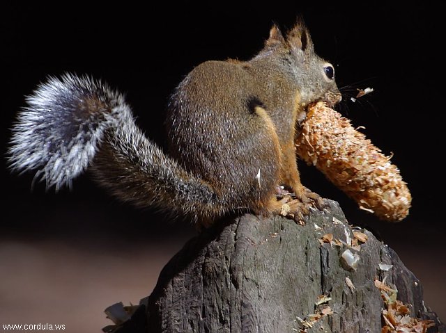 Cordula's Web. PDPHOTO.ORG. An Angry Squirrel.