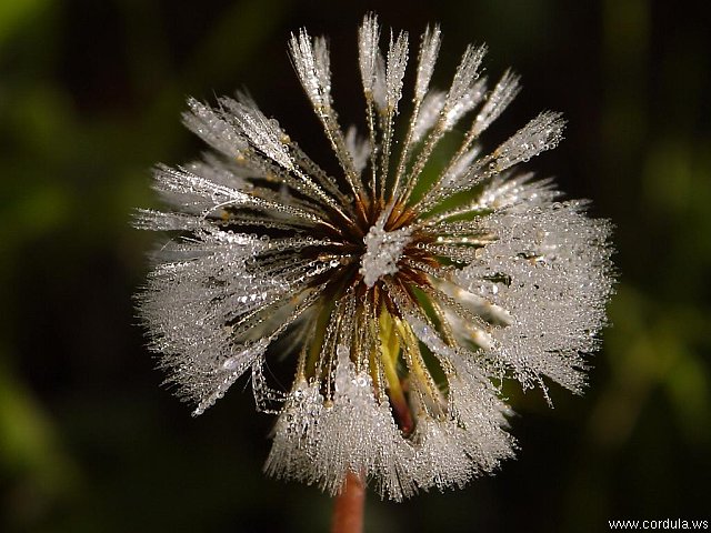 Cordula's Web. PDPHOTO.ORG. Morning Dew on a Fluffy.