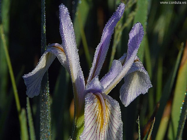 Cordula's Web. PDPHOTO.ORG. Nightly Dew.