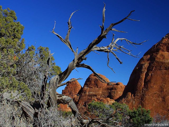 Cordula's Web. PDPHOTO.ORG. Arches National Park, Utah.