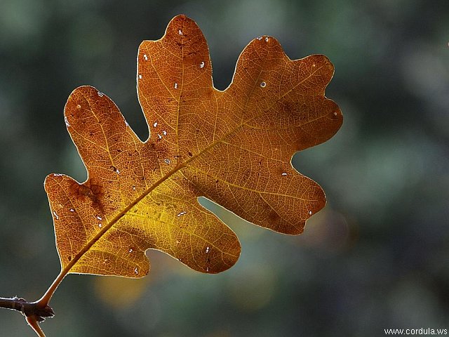 Cordula's Web. PDPHOTO.ORG. Autumn Leaf. Zion National Park.