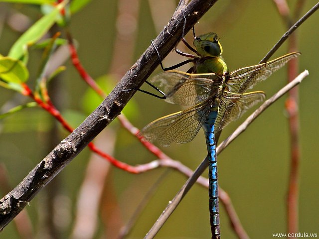 Cordula's Web. PDPHOTO.ORG. Dragonfly Wings, Yosemite.