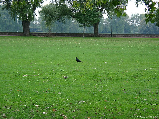 Cordula's Web. A Raven in the Park.