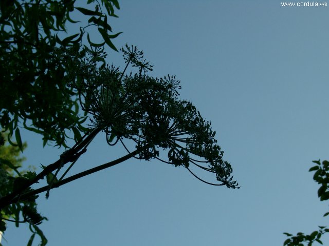 Cordula's Web. Shadows after Sunset.