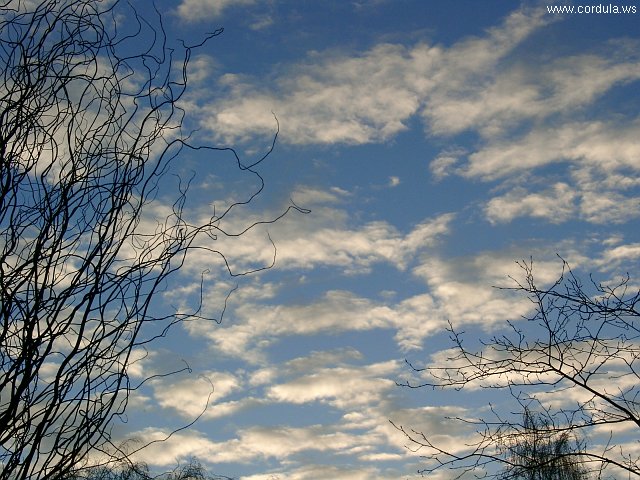 Cordula's Web. Winter Sky.