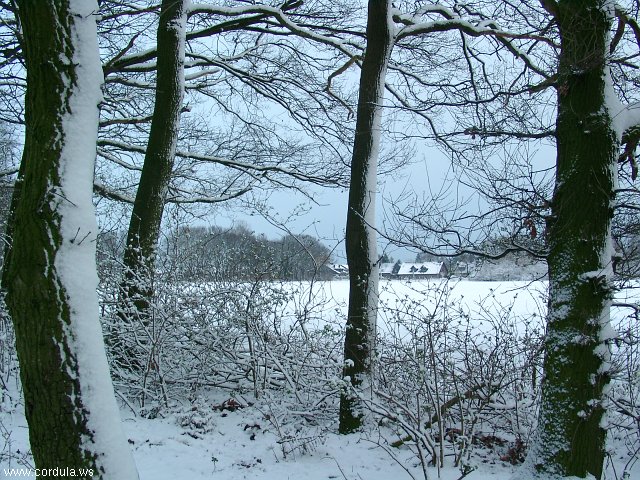 Cordula's Web. Snowy Woods.