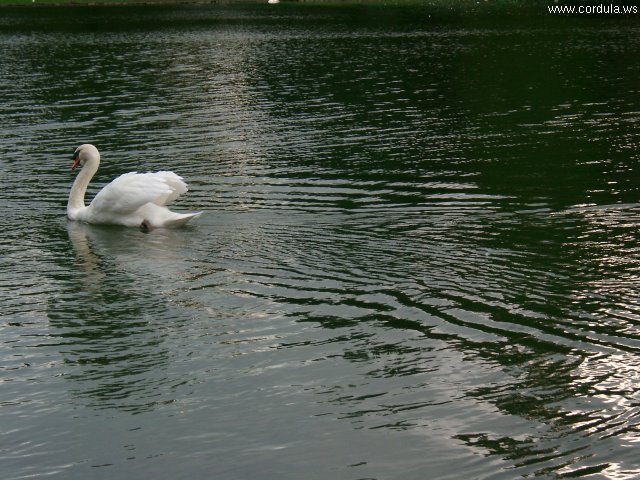 Cordula's Web. White Swan, Duesseldorf.