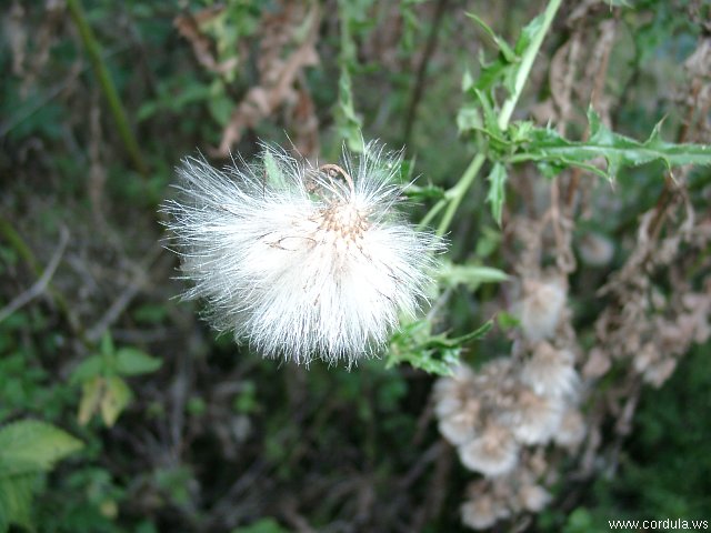 Cordula's Web. Weed.