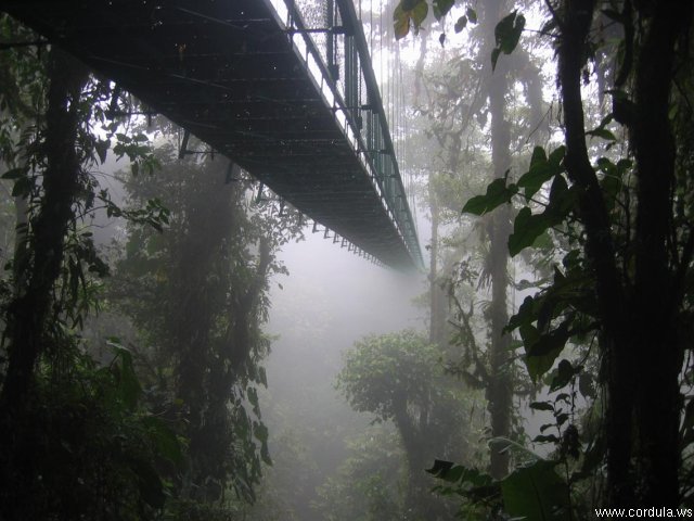 Cordula's Web. Wikicommons. Foggy Bridge.