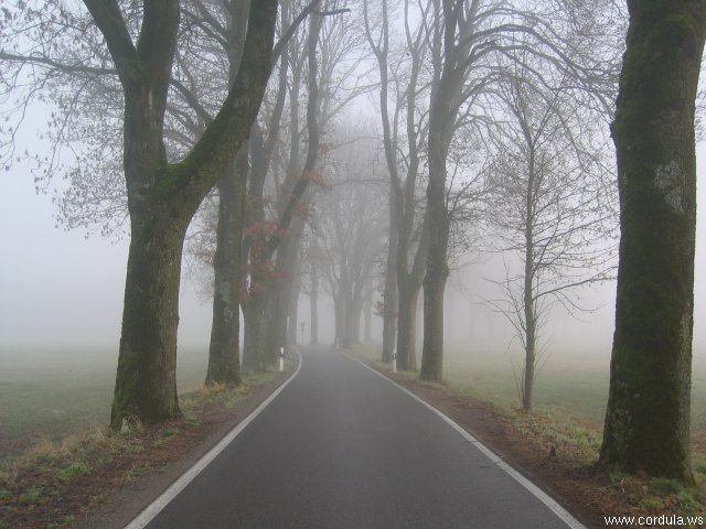 Cordula's Web. Wikicommons. Foggy Alley.