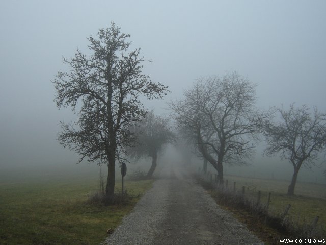 Cordula's Web. Wikicommons. Fog in the Rhön Region.