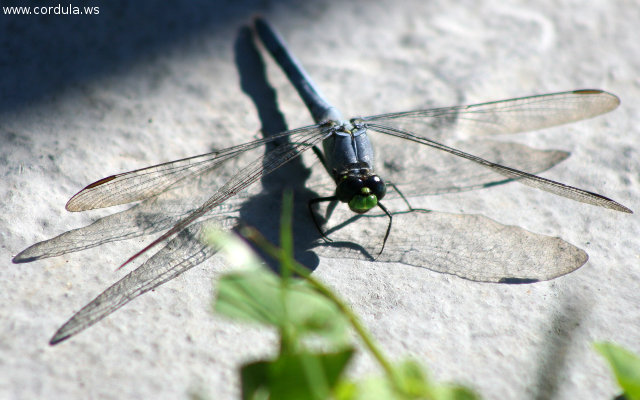 Cordula's Web. Wikicommons. Anisoptera (Dragonfly), Erythemis simplicicollis.